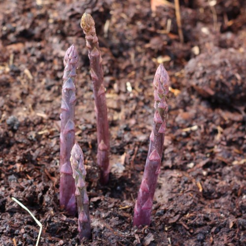 Sweet Purple Asparagus [category]
